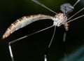 Macro Photo of Body of Crane Fly Isolated on Background Royalty Free Stock Photo