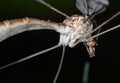 Macro Photo of Body of Crane Fly Isolated on Background Royalty Free Stock Photo