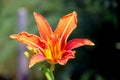 Macro photo of a bonfire-like flower.