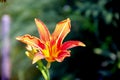 Macro photo of a bonfire-like flower.g