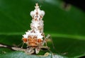 Macro Photo of Bottom of White Boxer Mantis on Green Leaf