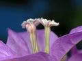 Macro Photo Bougainvillea Flower Isolated on Background, Selective Focus Royalty Free Stock Photo