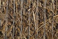 Macro photo of bound straw Royalty Free Stock Photo