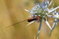 Braconid parasitoid wasp on blue flower Royalty Free Stock Photo