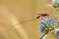 Braconid parasitoid wasp on blue flower Royalty Free Stock Photo