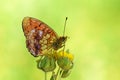 Brenthis ino , The Lesser marbled fritillary butterfly , butterflies of Iran