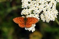 Brenthis ino , The Lesser marbled fritillary butterfly