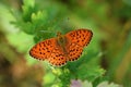 Brenthis ino , The Lesser marbled fritillary butterfly