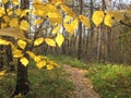 Macro photo of bright gold leaves on the branches of a forest tree on the background of a vague path