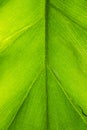 Macro Photo of a Bright Green Tropical Plant Leaf