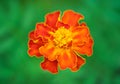 Macro photo of bright marigold