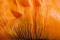 Macro Photo of a Bright Orange Poppy Leaf Royalty Free Stock Photo