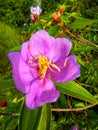 macro photo of the bright purple flower of Melastoma malabathricum or Senduduk,deduruk,ndusuk in bloom