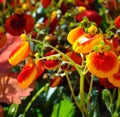 Macro photo with a bright summer background with decorative flower