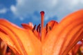 Macro photo of a bright tiger lily