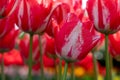 Macro photo of brightly coloured red tulips at Keukenhof Gardens, Lisse, Netherlands. Keukenhof is known as the Garden of Royalty Free Stock Photo