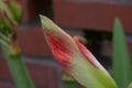 Brilliant Red Amaryllis Flower in Full Bloom Red Royalty Free Stock Photo