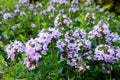 A macro photo broad-leaved thyme or lemon thyme, Thymus pulegioides Royalty Free Stock Photo