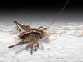 Macro Photo of Brown Cricket Insect on White Floor Royalty Free Stock Photo