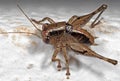 Macro Photo of Brown Cricket Insect on White Floor Royalty Free Stock Photo