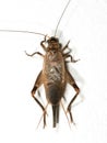 Macro Photo of Brown Cricket on White Floor Royalty Free Stock Photo