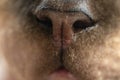 Macro photo of cute nose sphynx cat