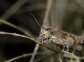 Macro Photo of Brown Grasshopper Camouflage on Twig Royalty Free Stock Photo