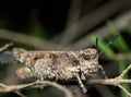 Macro Photo of Brown Grasshopper Camouflage on Twig Royalty Free Stock Photo