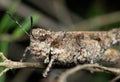 Macro Photo of Brown Grasshopper Camouflage on Twig Royalty Free Stock Photo