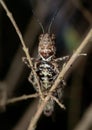 Macro Photo of Brown Grasshopper Camouflage on Twig Royalty Free Stock Photo