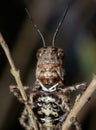 Macro Photo of Brown Grasshopper Camouflage on Twig Royalty Free Stock Photo