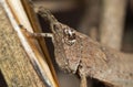 Macro Photo of Brown Grasshopper Camouflage on Twig, Selective Focus Royalty Free Stock Photo