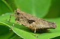 Macro Photo of Brown Grasshopper on Green Leaf Royalty Free Stock Photo