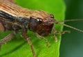 Macro Photo of Brown Grasshopper on Green Leaf Royalty Free Stock Photo