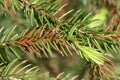 Brown and green needles of a sick fir tree Royalty Free Stock Photo