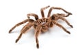 Macro photo of brown spider`s molt Royalty Free Stock Photo