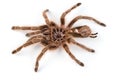 Macro photo of brown spider`s moult