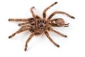 Macro photo of brown spider`s moult Royalty Free Stock Photo