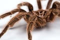 Macro photo of brown spider`s pelt Royalty Free Stock Photo