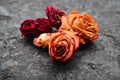 Macro photo of buds of dry red roses on a black concrete surface Royalty Free Stock Photo