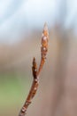 Macro photo of buds of European beech or common beech Fagus sylvatica Royalty Free Stock Photo