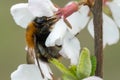 Macro photo bumblebee on cherry blossoms in spring season in garden. Royalty Free Stock Photo