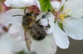 Macro photo bumblebee on cherry blossoms in spring season in garden. Royalty Free Stock Photo