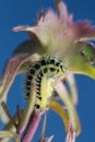 Burnet, Zygaenidae larva on plant