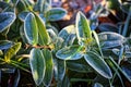 Macro photo. Bush with bright green leaves covered with frost. Royalty Free Stock Photo