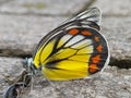 macro photo, butterfly with beautiful wings Royalty Free Stock Photo