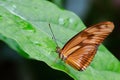 Macro photo of a butterfly with brown and black wings perched on a tree leaf. Colorful butterflies. Royalty Free Stock Photo