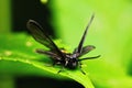 Macro photo of a butterfly close-up Royalty Free Stock Photo