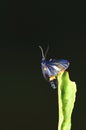 Macro photo of a butterfly close-up Royalty Free Stock Photo