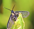 Macro photo of a butterfly close-up Royalty Free Stock Photo